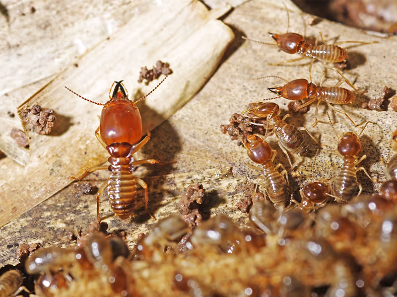 termites