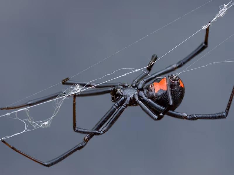 black widow spider in web