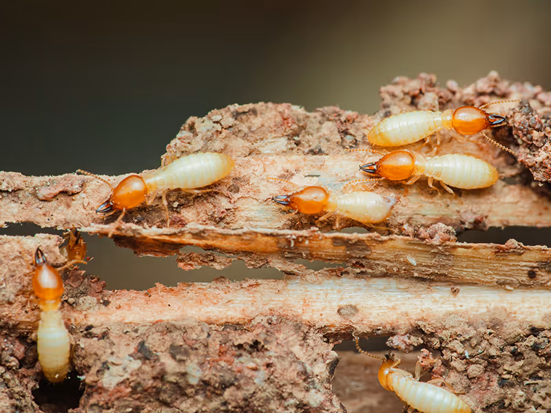 termites on wood
