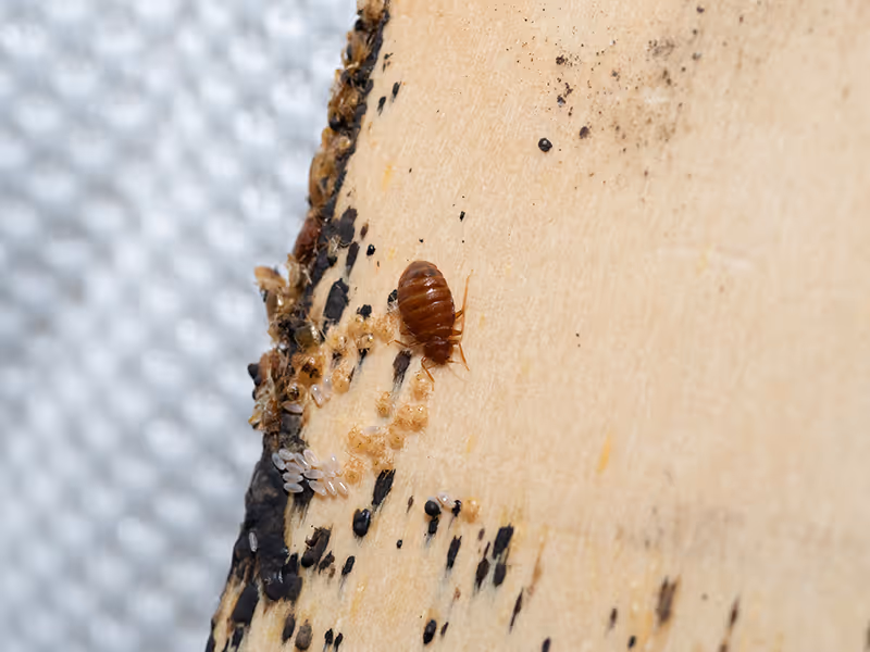 bed bug on wood