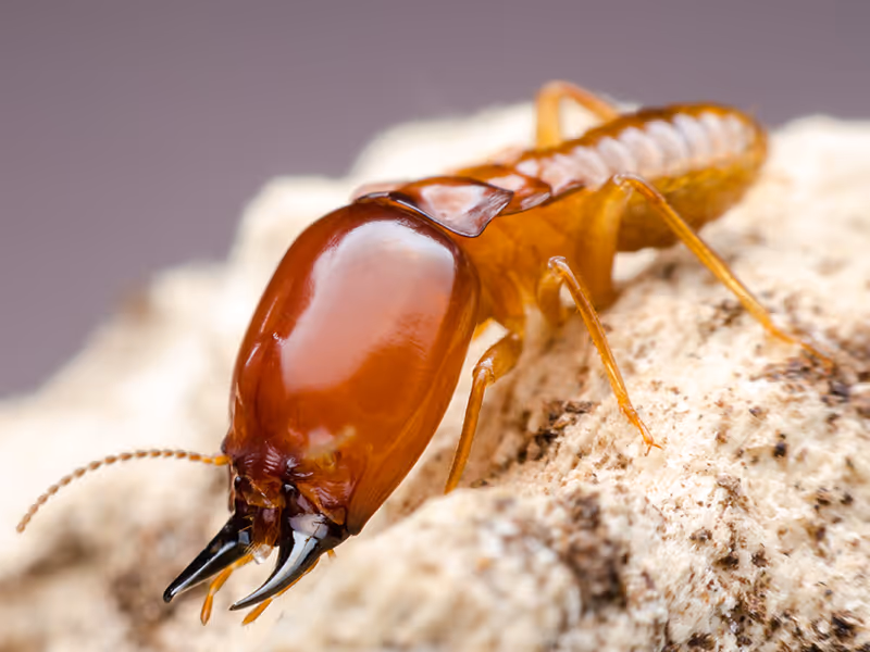 termite close up