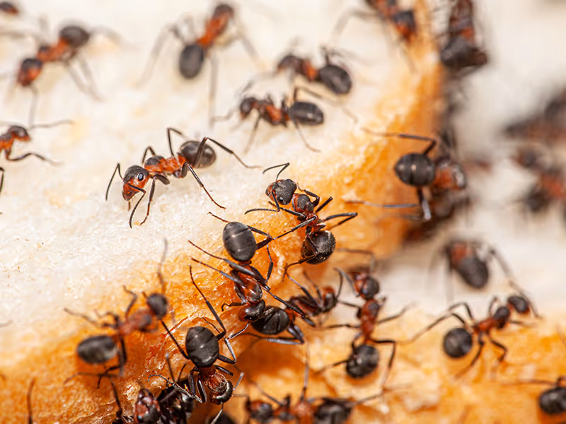 ants crawling over bread
