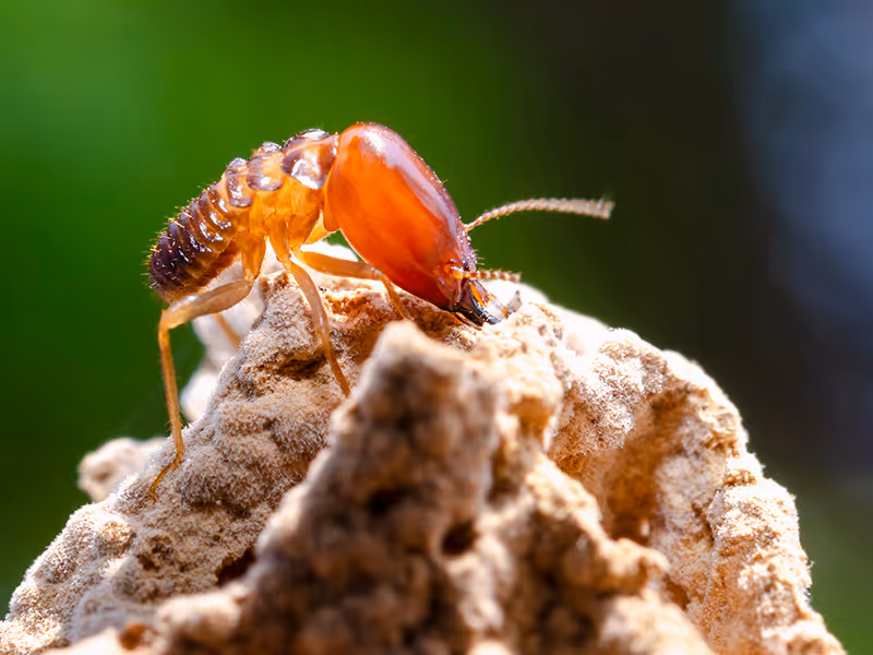 termite close up