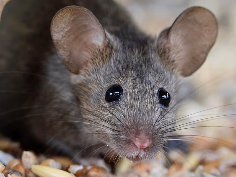 house mouse close up