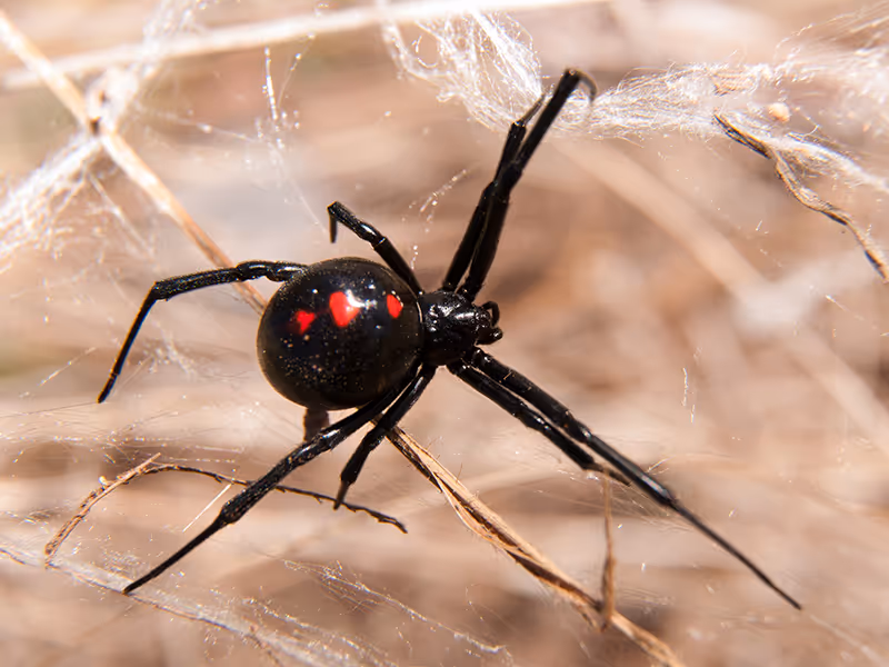 placeholder black widow spider in web
