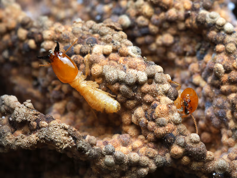 termites in mound close up