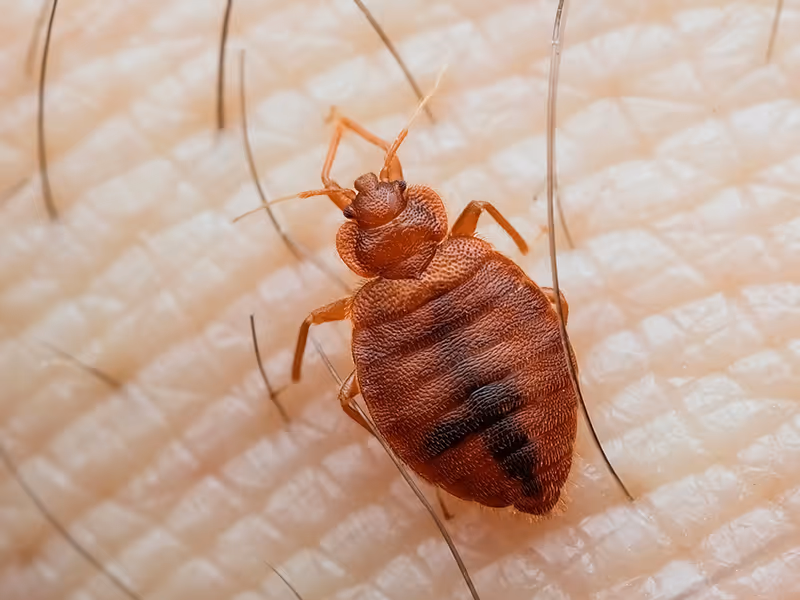 bed bug on skin