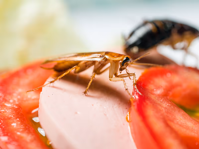 cockroach on sandwich