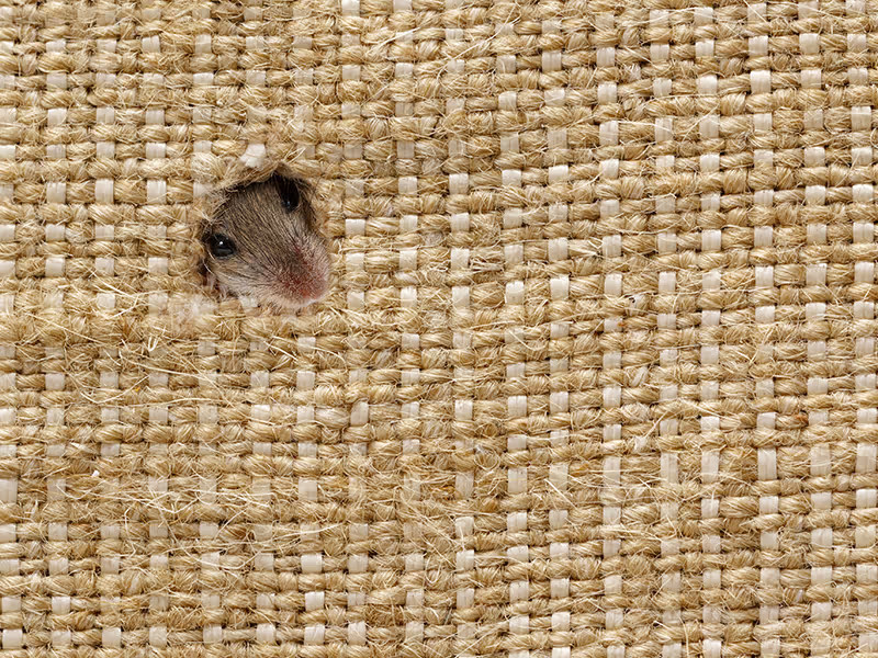 mouse head peeking out of linen sack