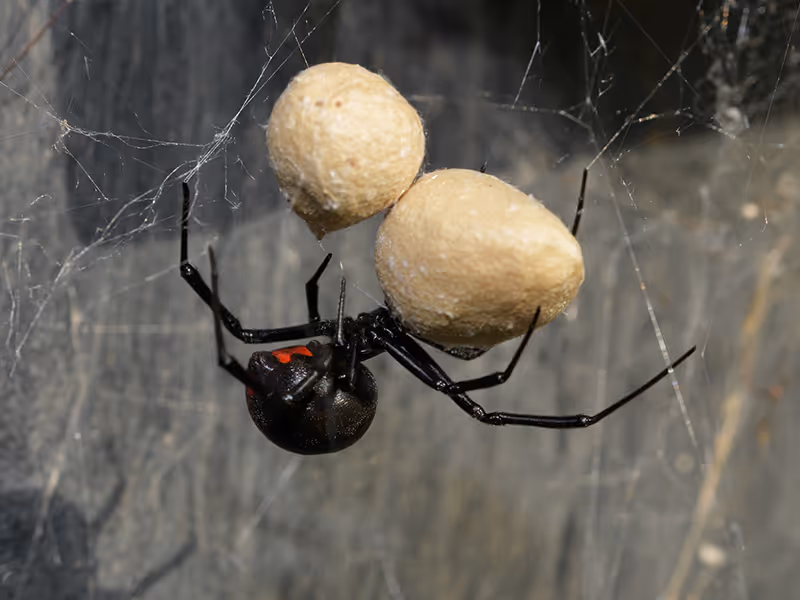 black widow spider close up