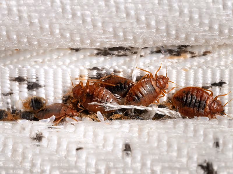 bed bugs on mattress