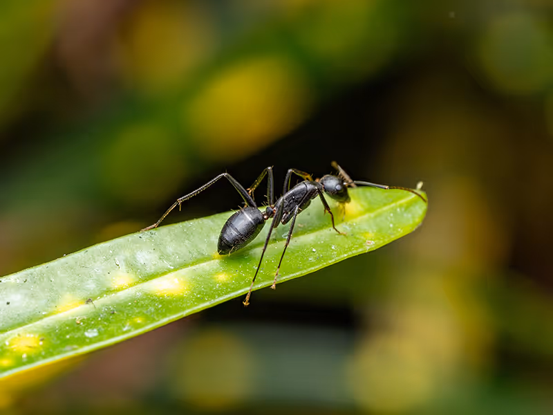 black ant close up