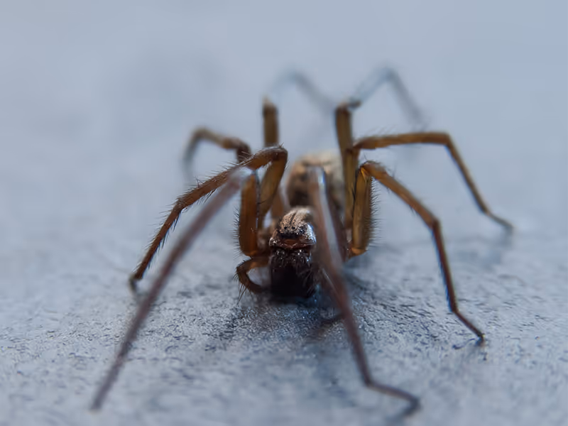 house spider close up