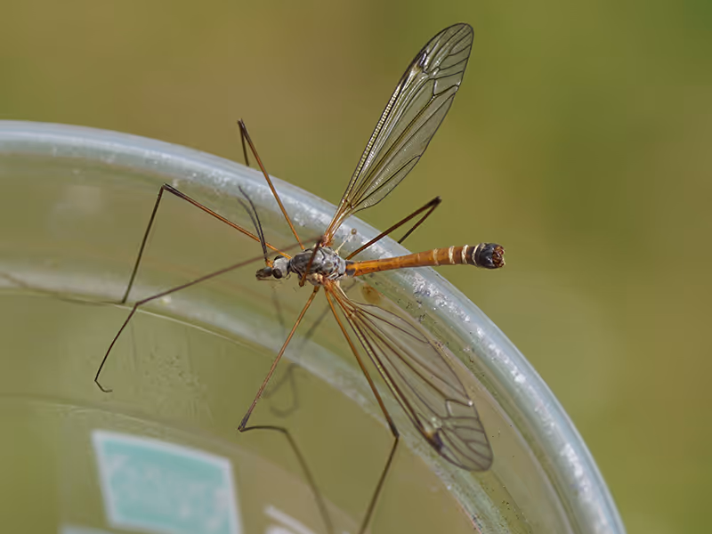 crane fly on glass jar