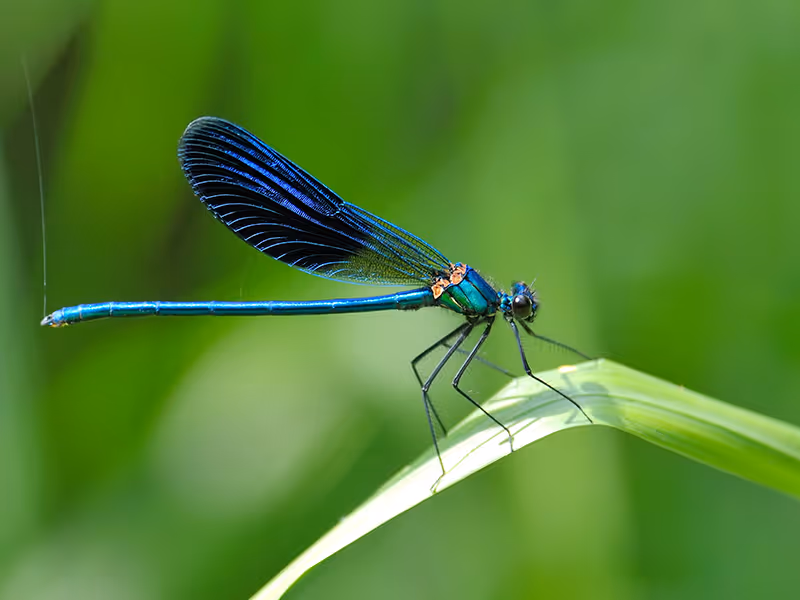 dragon fly on leaf