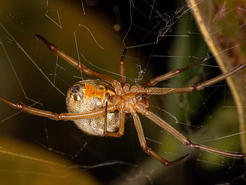 brown widow spider in web