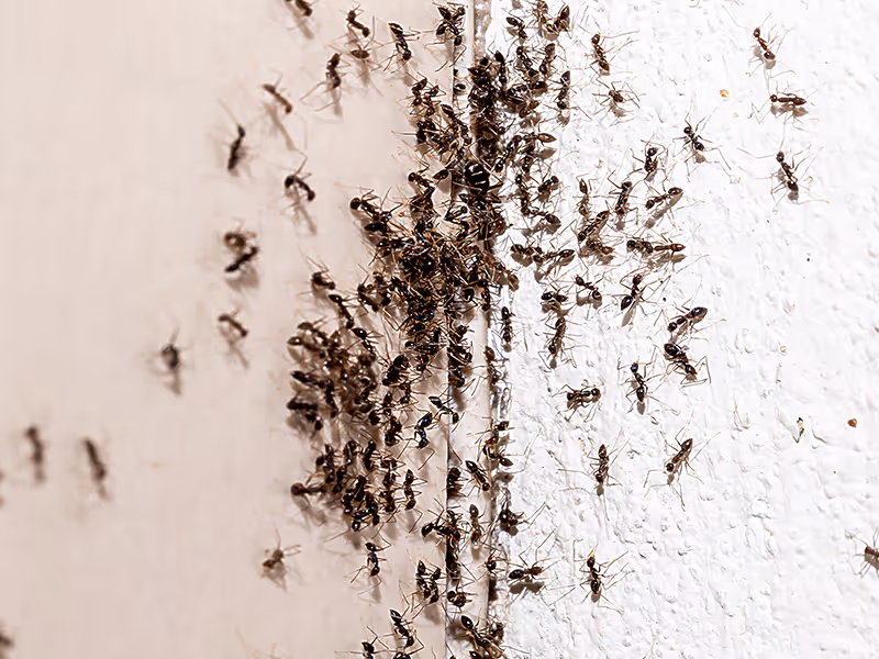 ants crawling on wall