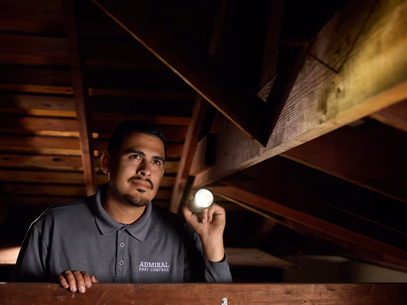 inspecting a california home for rodent problems