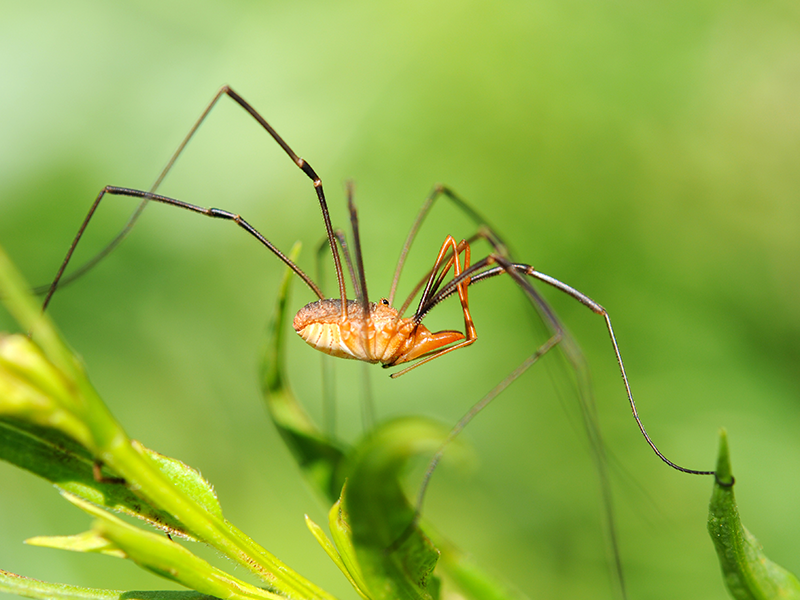 close up of daddy long legs