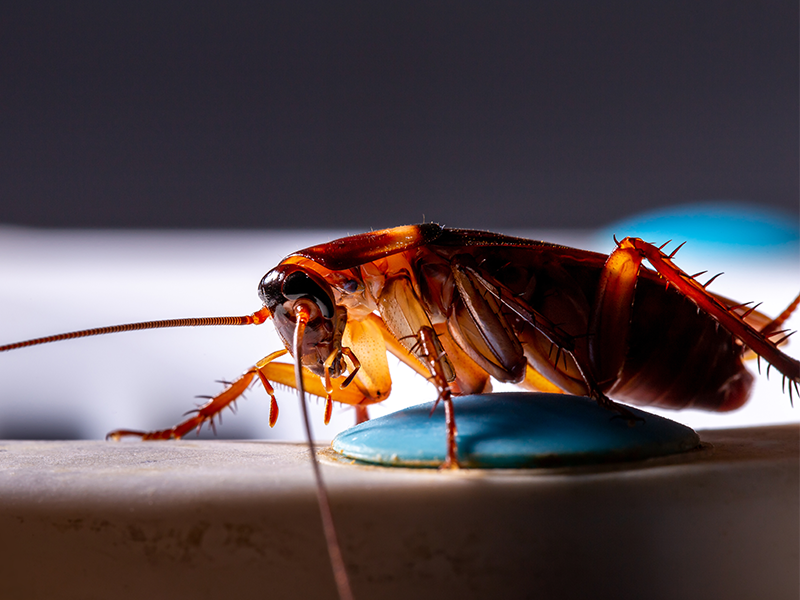 close up of german cockroach