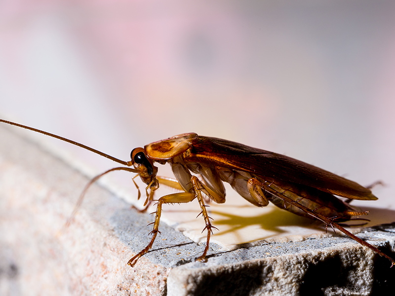 cockroach close up