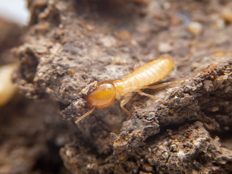 drywood termite close up