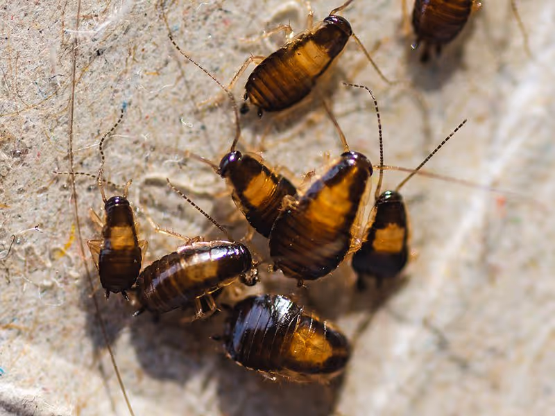 baby German cockroaches or nymphs