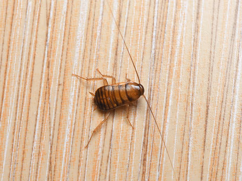 cockroach on a curtian