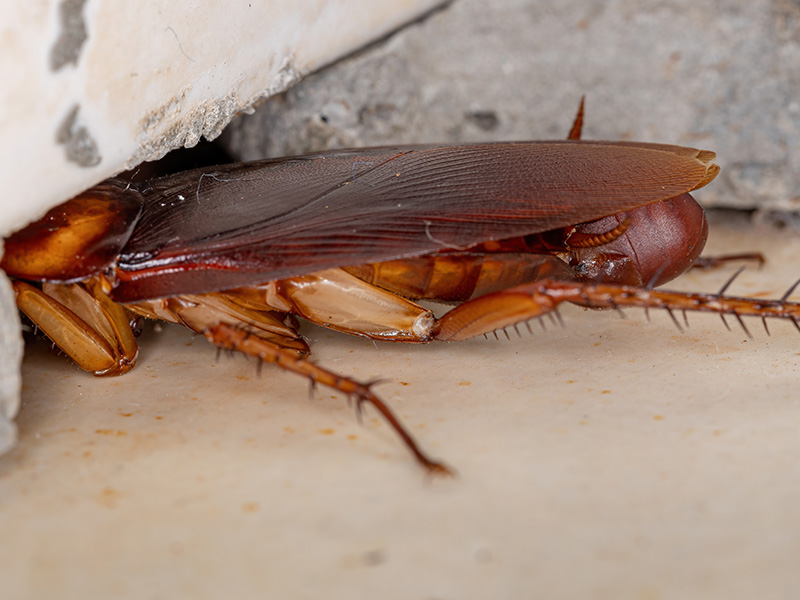 cockroach laying eggs