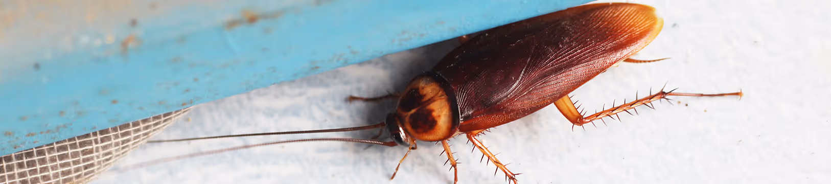 american cockroach on the floor