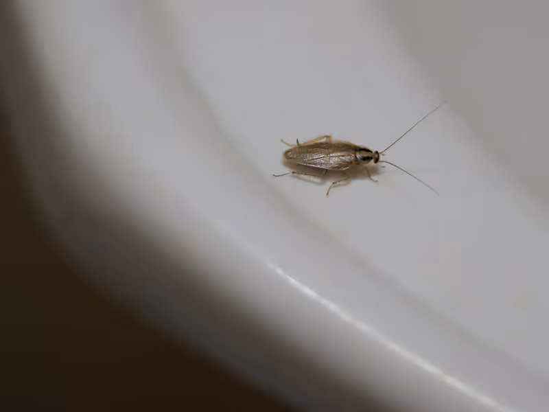 german cockroach on a sink