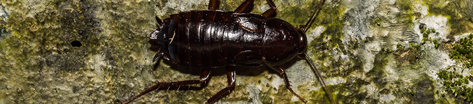 shiny black cockroach near southern california home