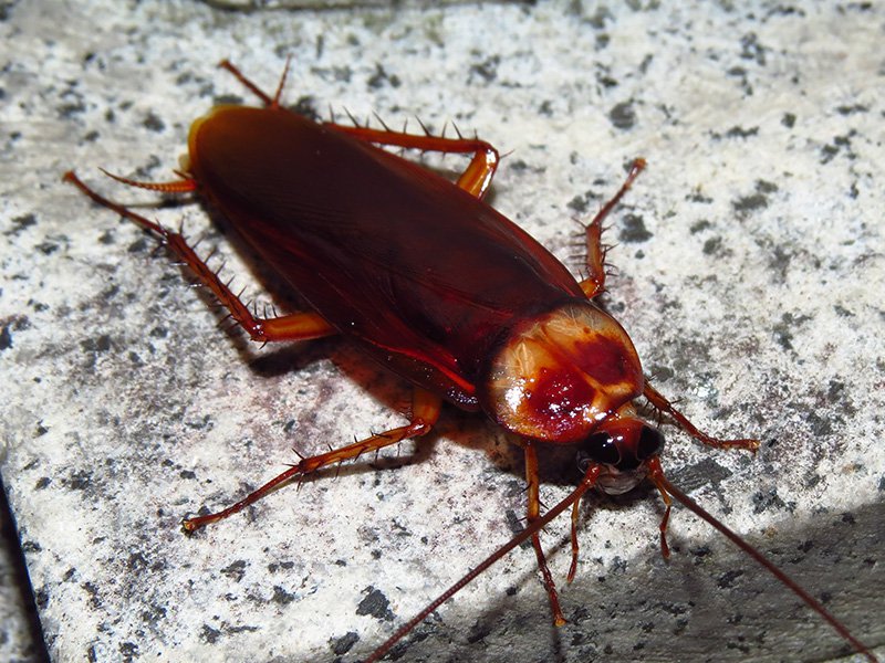 large cockroach in house during day