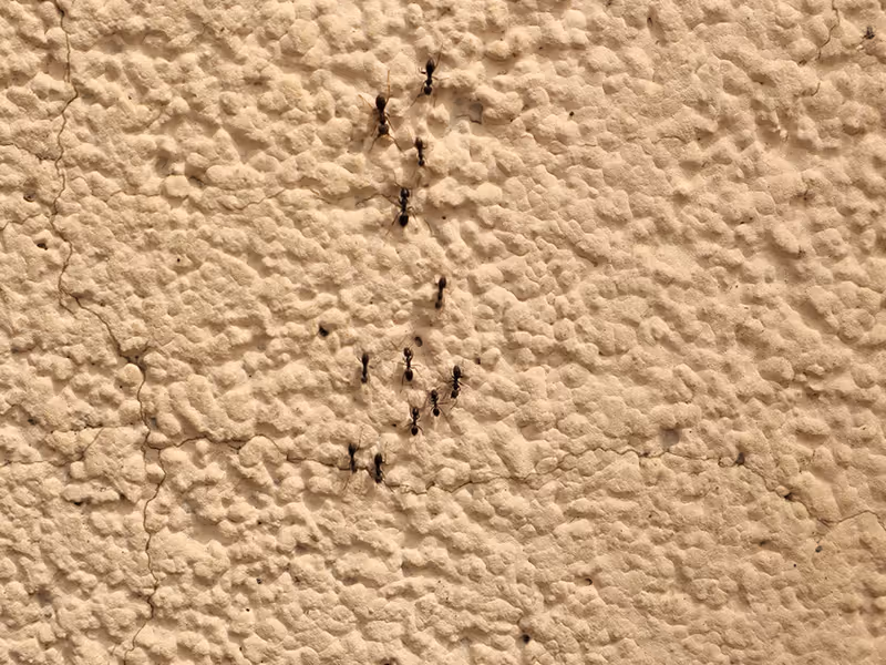 ants crawling on southern california home