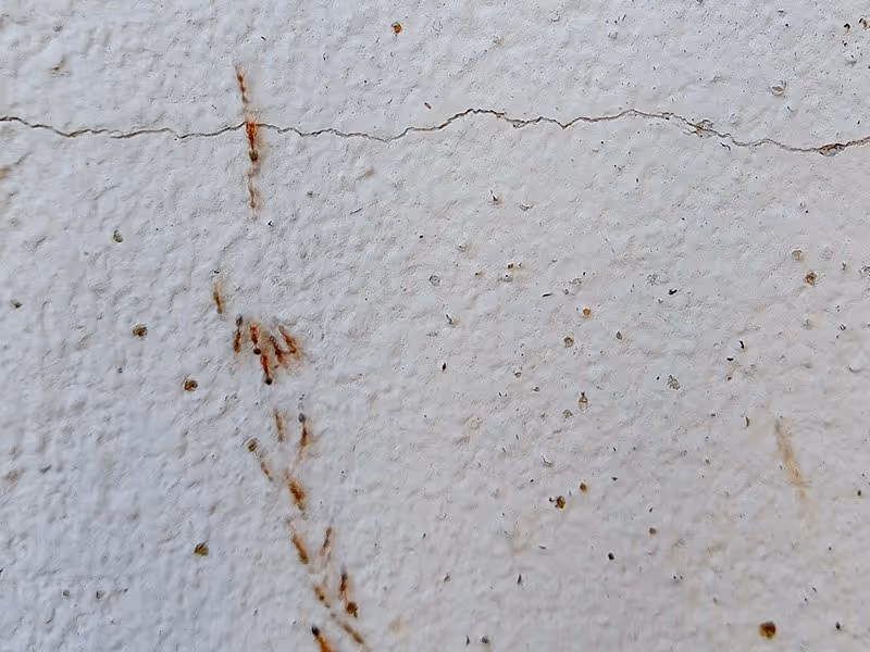 ants crawling on drywall
