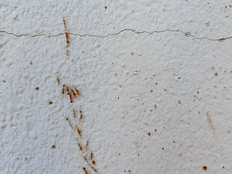 ants crawling on drywall