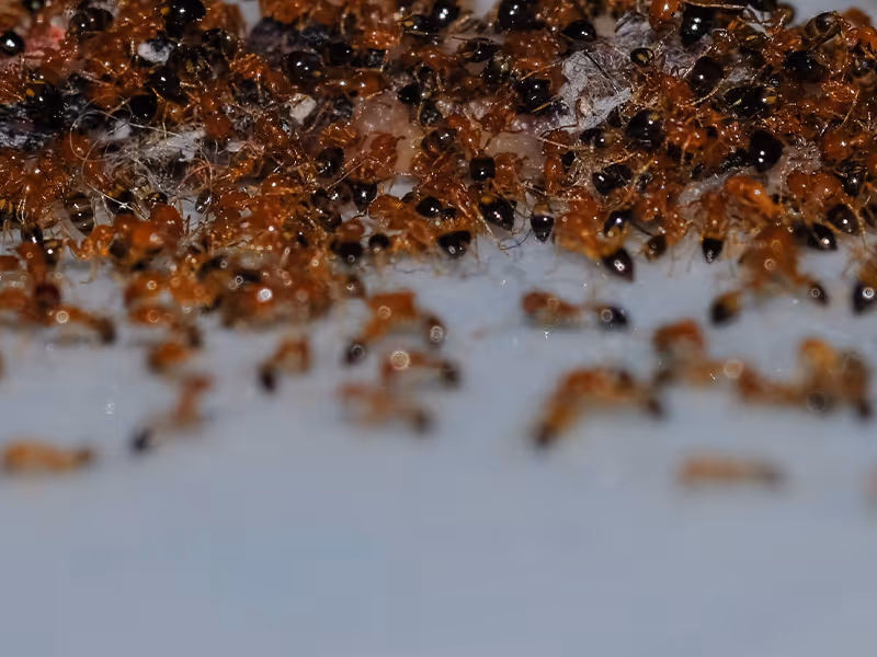 argentine ants crawling on a white countertop