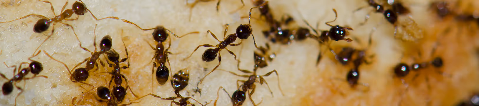 aregentine ants eating a pear