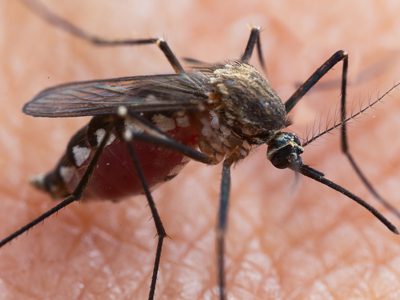 mosquito on skin