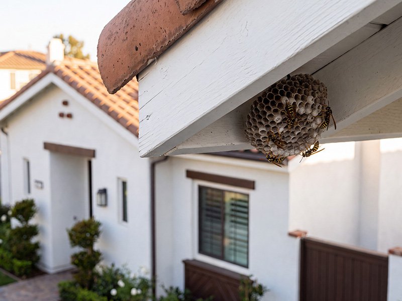wasp making a nest