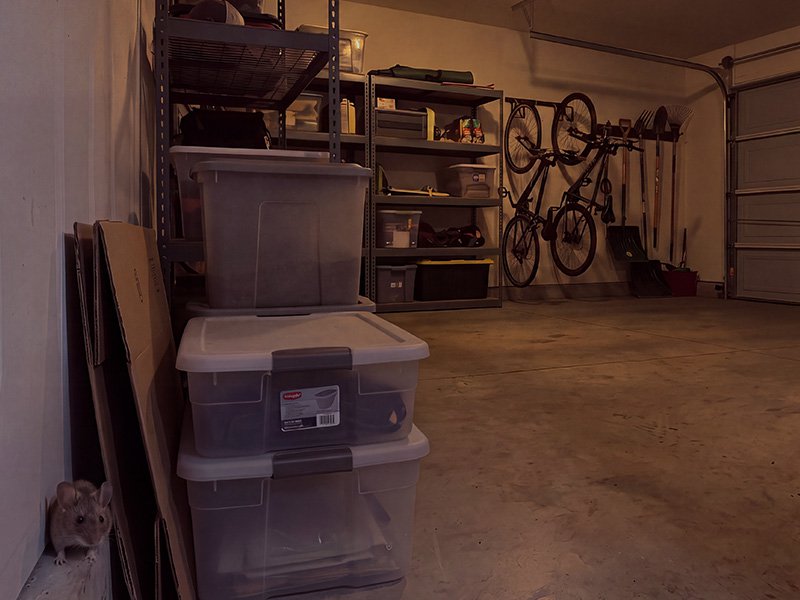 mouse near totes in a garage