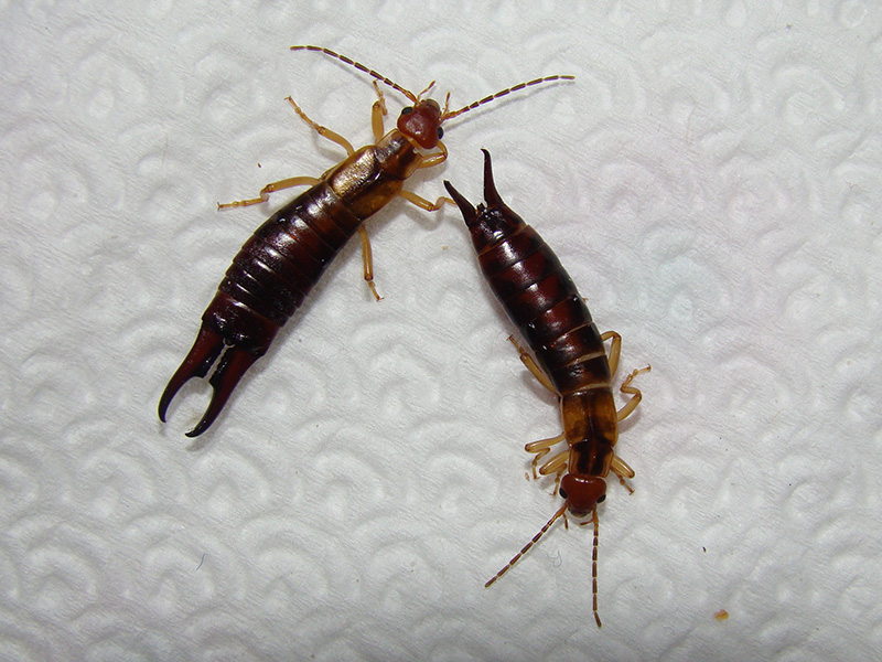 two earwigs on white table
