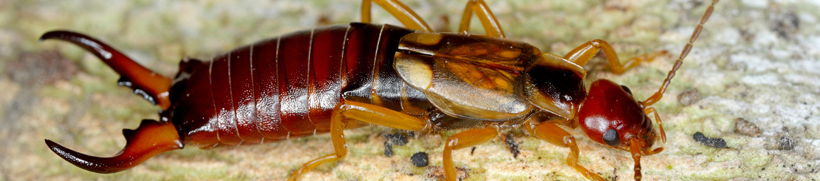 earwig on a rock