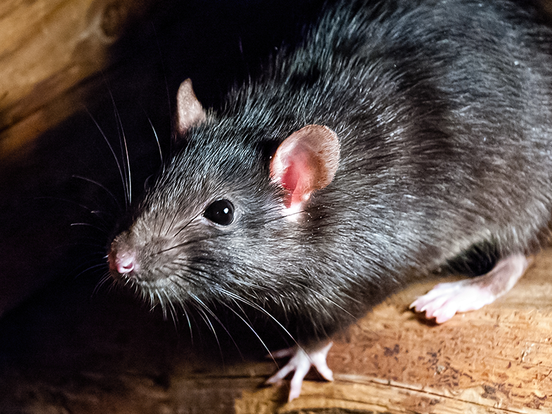 roof rat on wood
