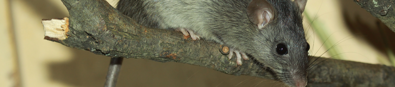 roof rat in tree
