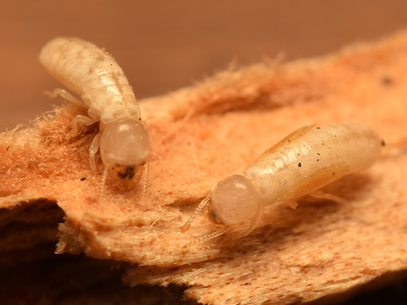 drywood termites eating wood