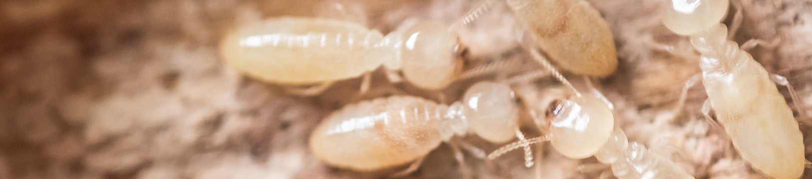 drywood termites on wood