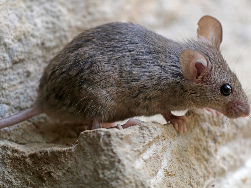 mouse on a rock