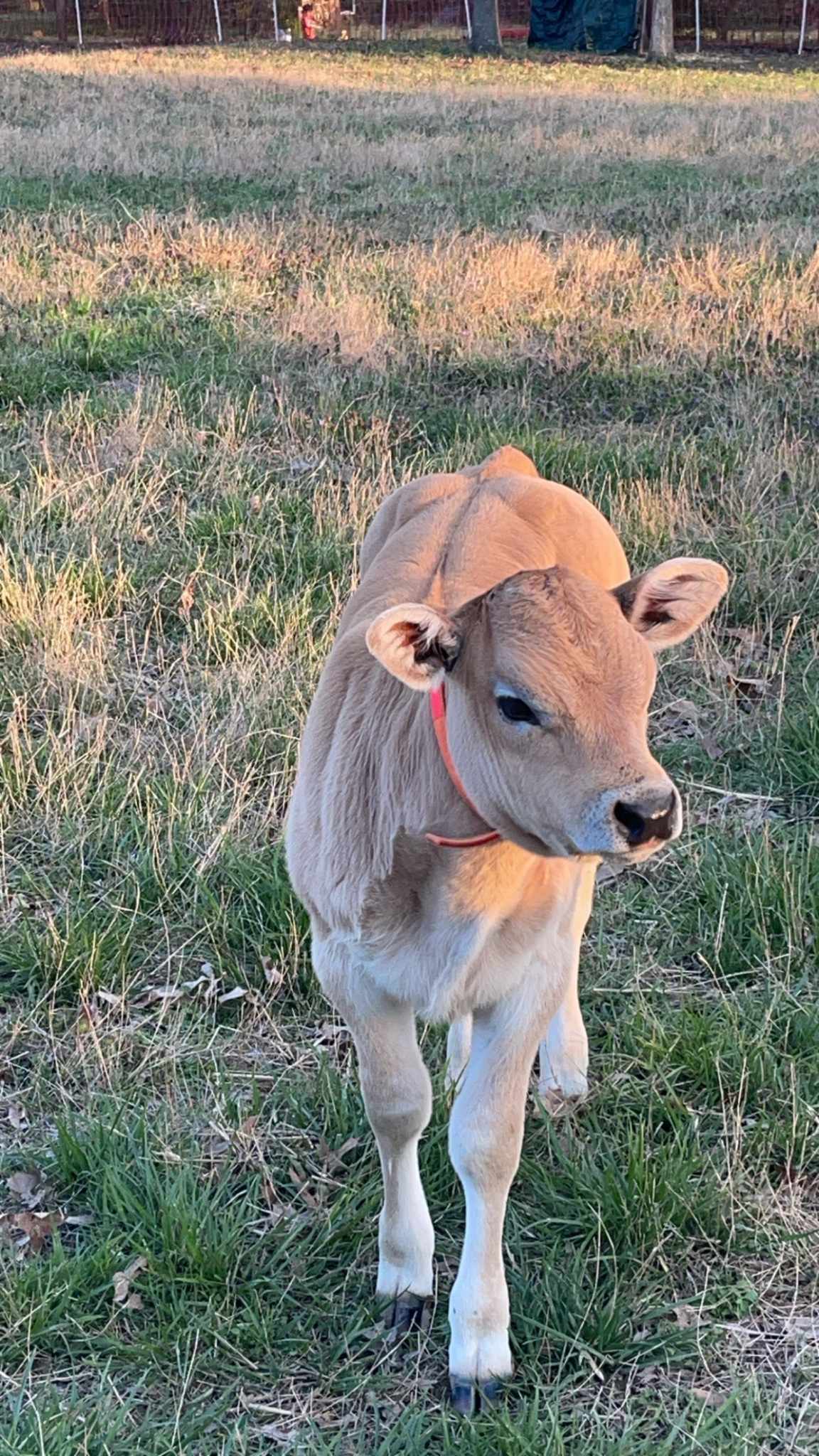 image of fresh meat counter (for a grocery store)