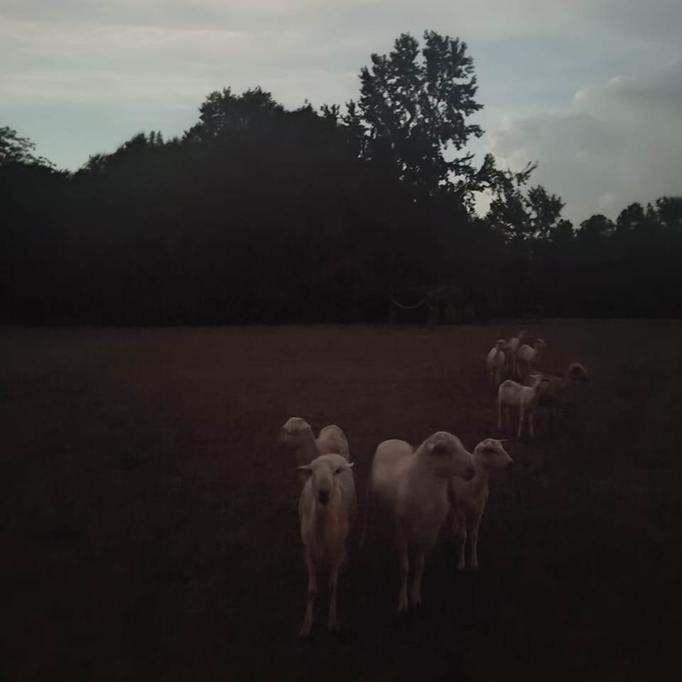 Family ranch cattle grazing at 9:4 Ranch McRae, AR